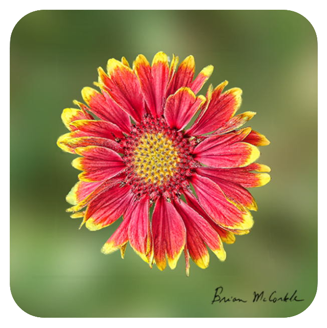(image for) Red and Yellow Coneflower